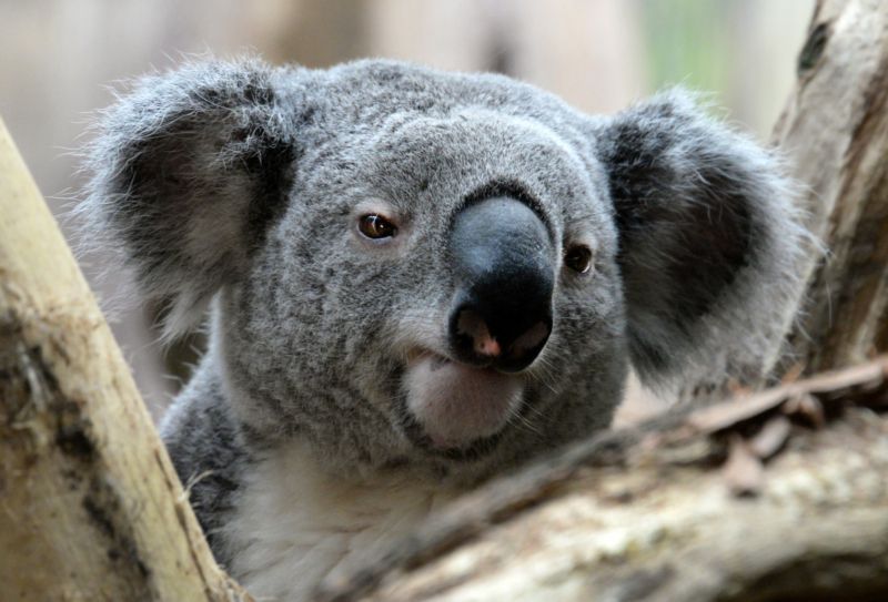 Letos bude výsledky zápasů evropského šampionátu ve fotbale předpovídat koala Oobi-Ooobi z lipské zoo. 