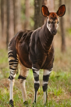 Nejbližší žijící příbuzný žiraf je okapi.