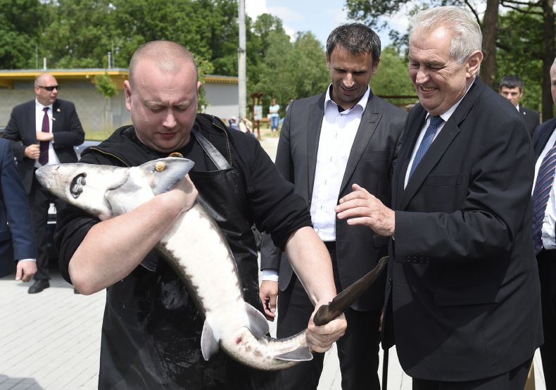 Prezident Miloš Zeman (vpravo) si prohlíží jesetera z Fakulty rybářství a ochrany vod Jihočeské univerzity ve Vodňanech, kam zavítal 2. června při své návštěvě Jihočeského kraje. Přihlíží hejtman Jiří Zimola (druhý zprava).