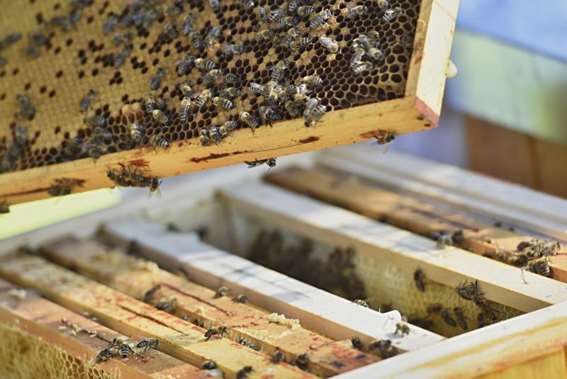 Nový projekt by měl zvýšit imunitu včel vůči moru.