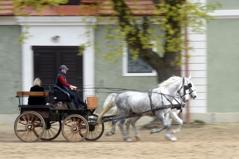 Národní hřebčín Kladruby.