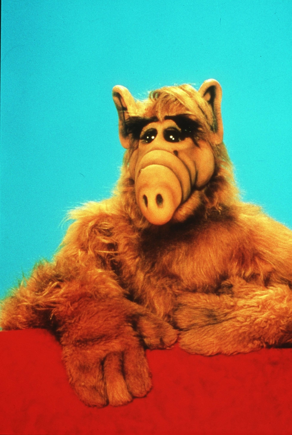Alf - oblíbený seriál z devadesátých let. Alf - oblíbený seriál z devadesátých let.