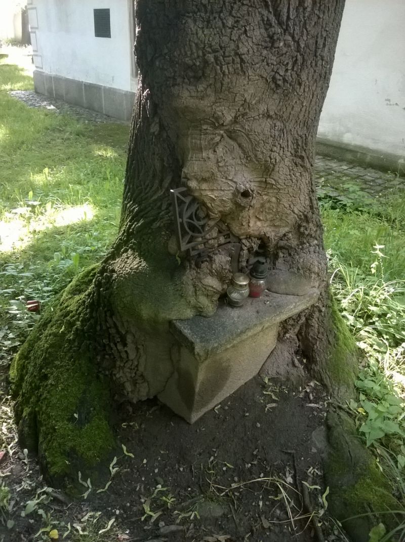 Kříž vrostlý do jasanu.