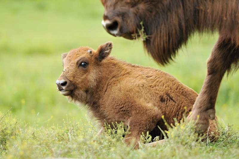 Ontario je osmým zubřím mládětem narozeným v plzeňské zoo.