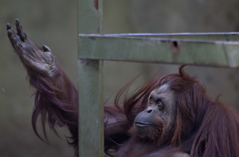 Zvířata z argentinské zoo budou přesunuta do jiných zahrad a přírodních parků. Zvířata z argentinské zoo budou přesunuta do jiných zahrad a přírodních parků.