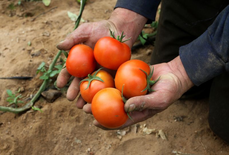 Na Marsu podle vědců lze pěstovat rajčata, ředkvičky, hrášek a žito. Na Marsu podle vědců lze pěstovat rajčata, ředkvičky, hrášek a žito.