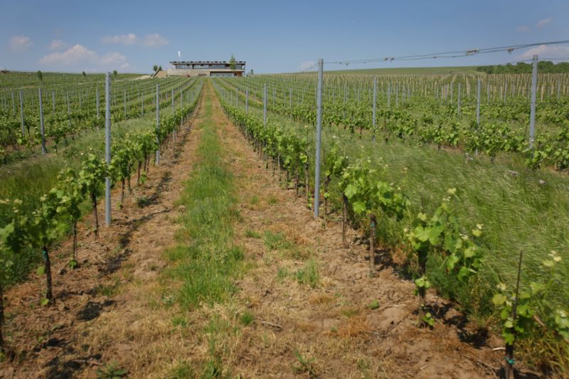 Vinaři získali speciální známku za to, že na svých vinicích umožňují život vzácným syslům.