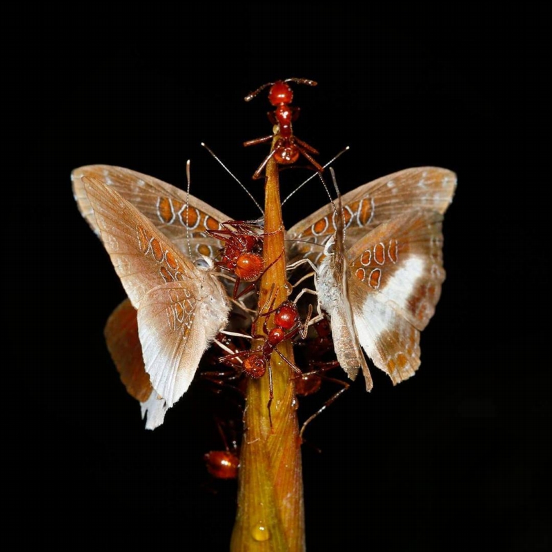 Motýl Adelotypa annulifera s mravenci.