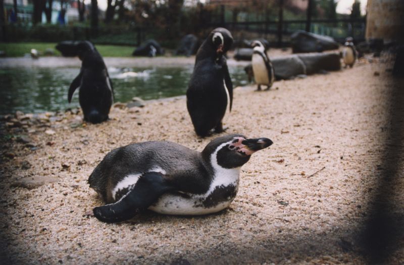 Na ústecké tučňáky mohou lidé přispět v rámci kampaně Tučňáci jdou do zoo. Na ústecké tučňáky mohou lidé přispět v rámci kampaně Tučňáci jdou do zoo.