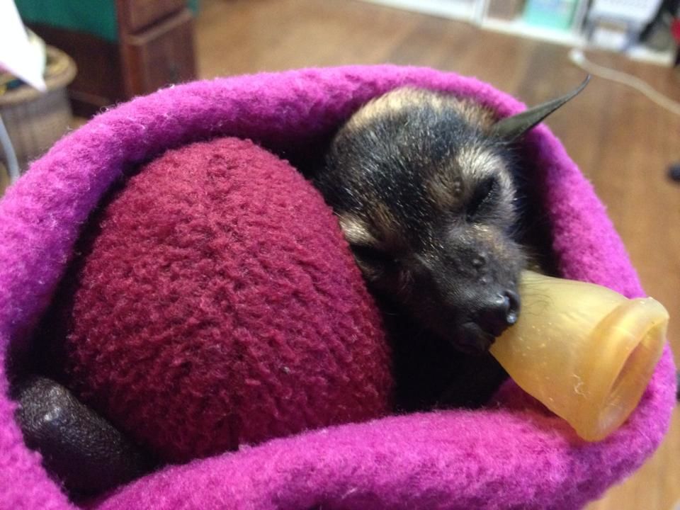 Kousek od Říma byla nedávno zřízena speciální veterinární kliniku se zaměřením na exotická a divoká zvířata (ilustrační foto).