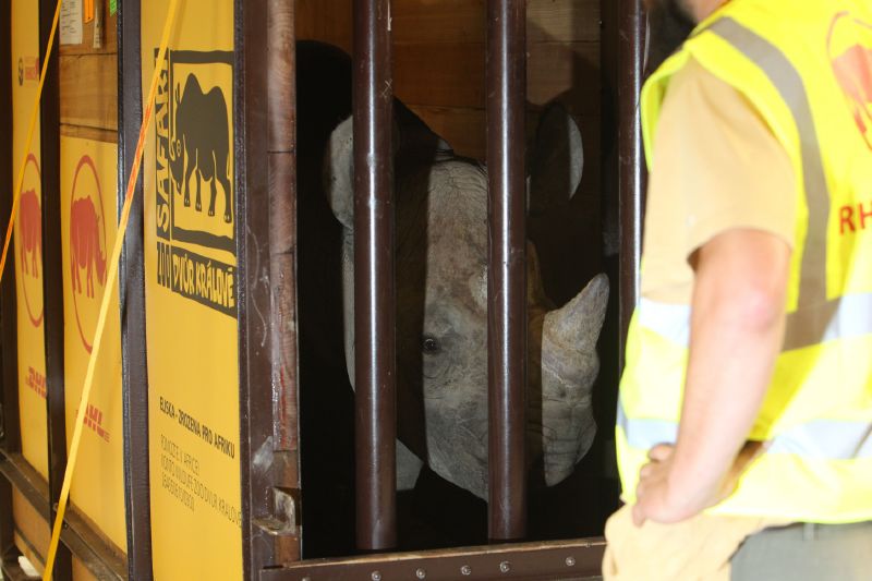 Nosorožec Eliška při transportu do Tanzanie.