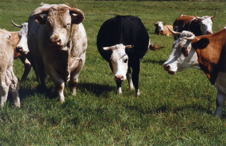 Ilustrační foto.