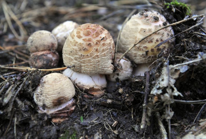 V lesích nejčastěji lze najít hřiby, muchomůrky růžovky, žampiony či jedlé druhy holubinek. V lesích nejčastěji lze najít hřiby, muchomůrky růžovky, žampiony či jedlé druhy holubinek.