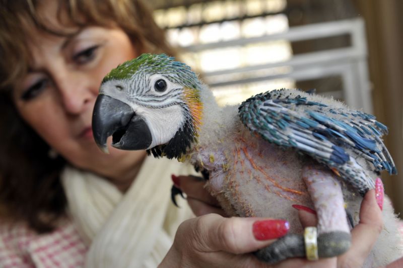 Malý ara ararauna narozený v papouščí zoo v Bošovicích. Malý ara ararauna narozený v papouščí zoo v Bošovicích.