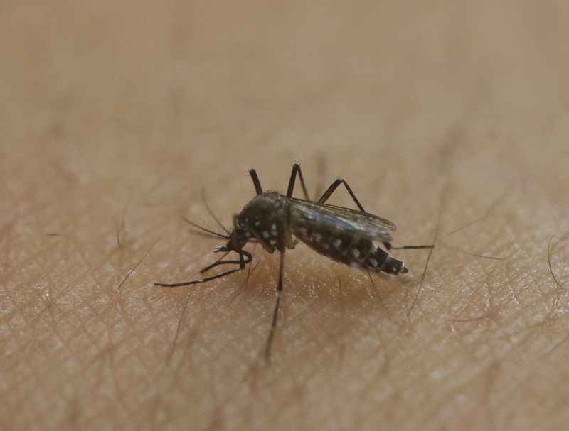 Komár Aedes aegypti přenáší množství nebezpečných nemocí.