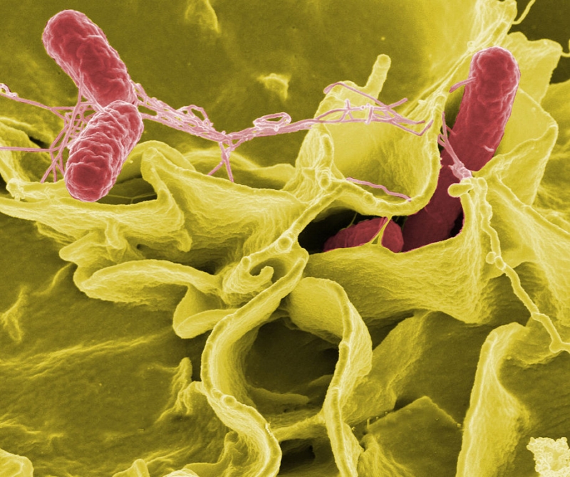Biologové použili bakterie rodu Salmonella jako sebevražedné atentátníky.