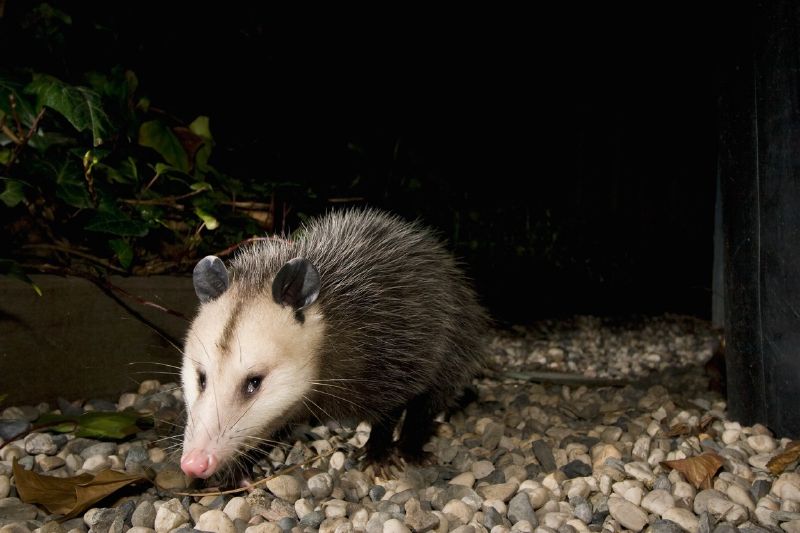 Vačice opossum (ilustrační foto).
