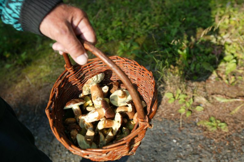 V červenci je to s růstem hub vždy nejproblematičtější. V červenci je to s růstem hub vždy nejproblematičtější.