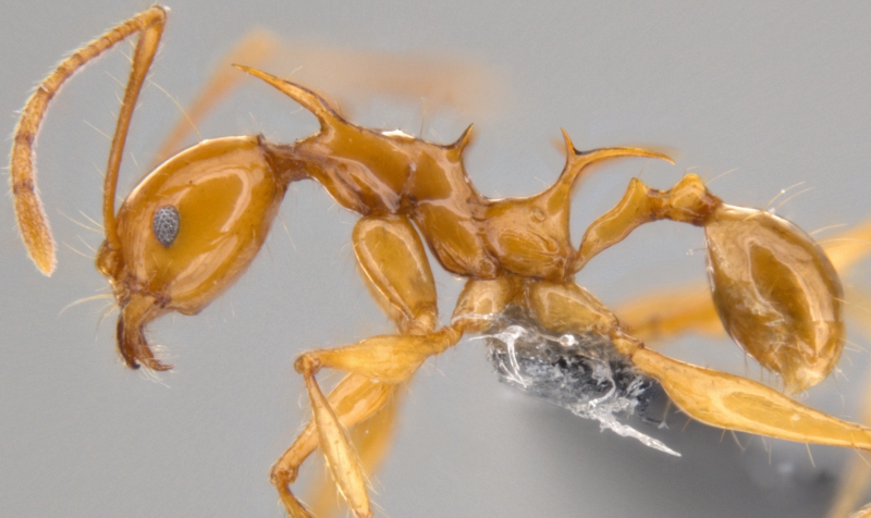 Mravenec Pheidole viserion dostal jméno podle draka ze Hry o trůny.