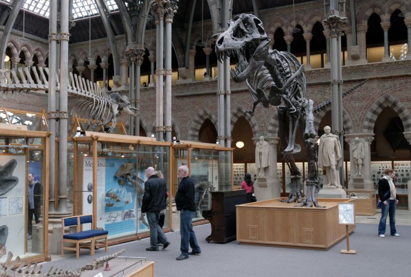 Kostry dinosaurů v oxfordském muzeu. Kostry dinosaurů v oxfordském muzeu.