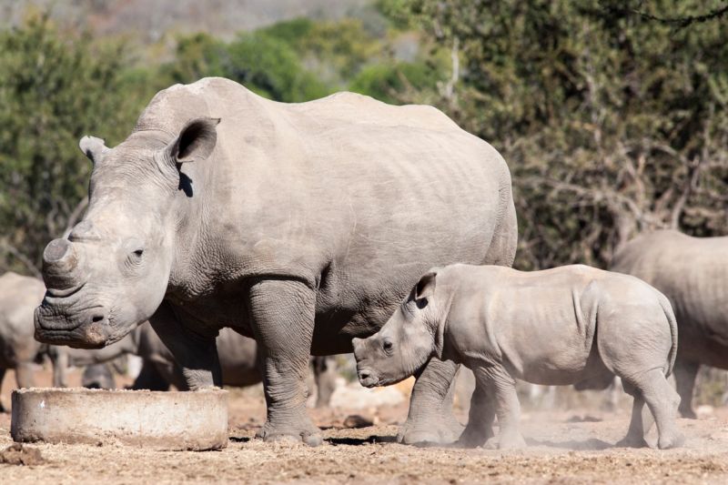 Skupina nosorožců v zoologické zahradě ve Dvoře Králové nad Labem se letos rozrostla o dvě mláďata (ilustrační foto). Skupina nosorožců v zoologické zahradě ve Dvoře Králové nad Labem se letos rozrostla o dvě mláďata (ilustrační foto).