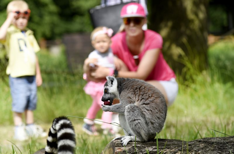 Zoo Ostrava hlásí rekordní návštěvnost.