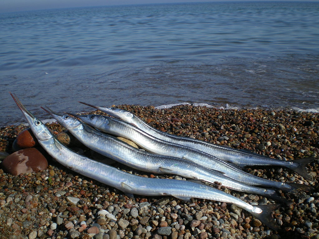 Jehlice rohozobá. 