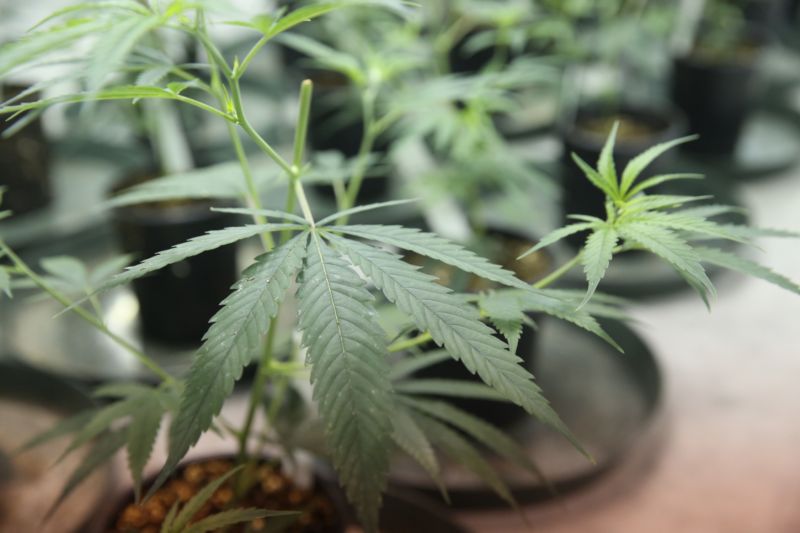 Marihuana v gastronomii slaví úspěch (ilustrační foto).