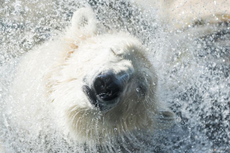 Lední medvěd z pražské zoo. Lední medvěd z pražské zoo.