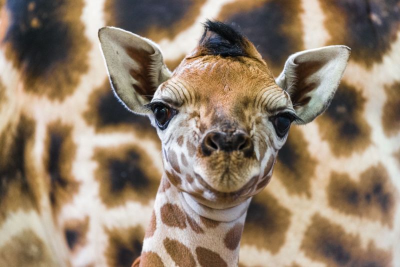 Zoo patří mezi největší atrakce Prahy.
