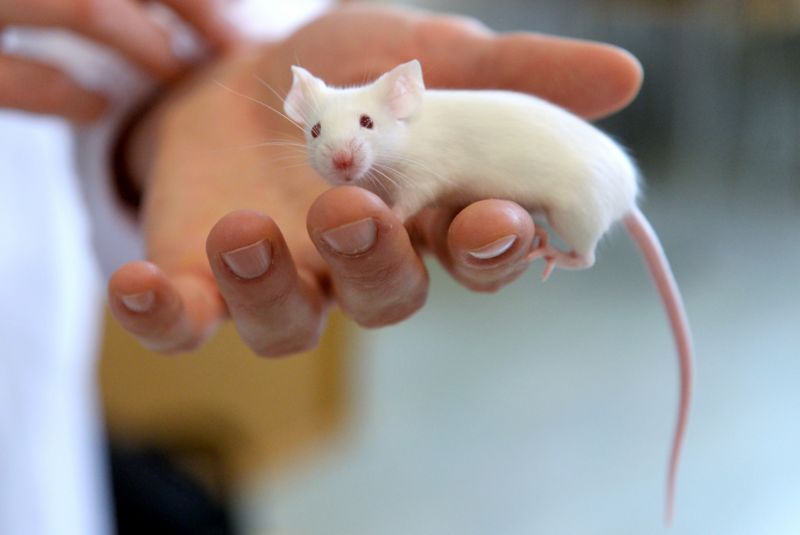 K pokusům bylo loni použito zhruba 74 tisíc laboratorních myší. K pokusům bylo loni použito zhruba 74 tisíc laboratorních myší.