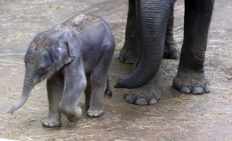 Největším lákadlem zoo je slůně Max.