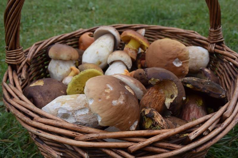Letošní houbařská sezona je podle odborníků zatím dobrá.