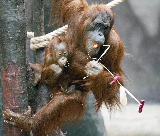 Orangutanky v pražské zoo. Maminka Mawar a mládě Diri.