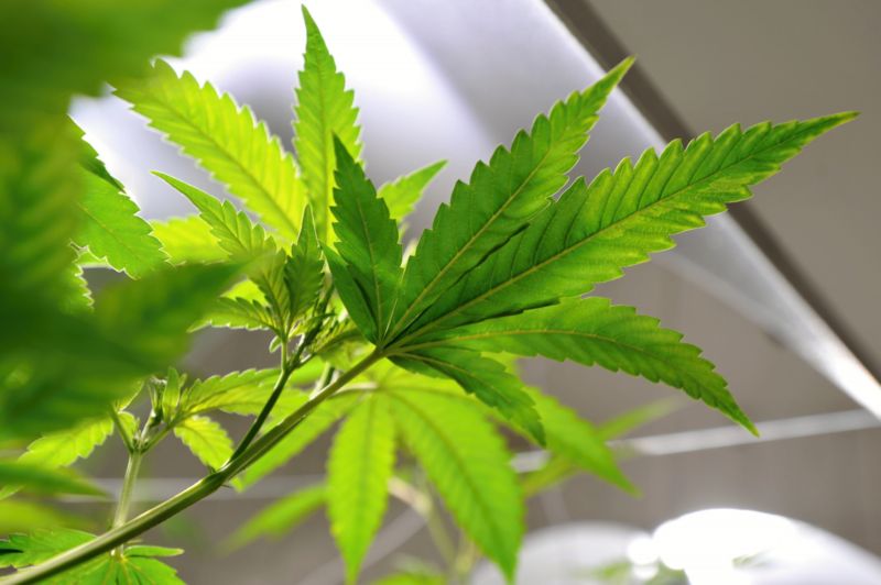 Marihuana. 