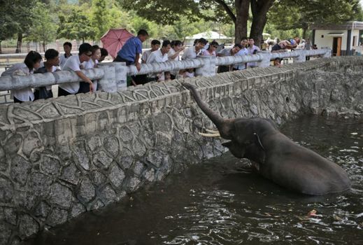 První slony získala zoo od socialistického vůdce Vietnamu Ho Či Mina.