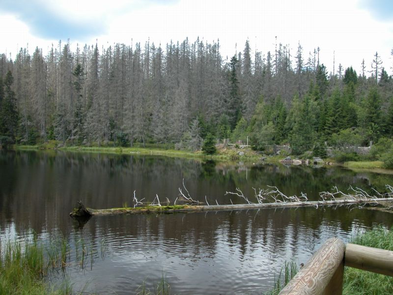Národní park Šumava je předmětem sporů ohledně rozlohy území, které bude ponecháno přirozenému vývoji bez zásahu člověka.