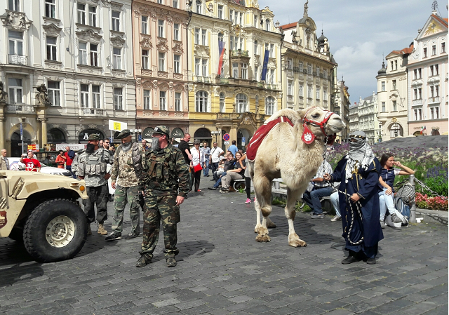 Velbloud v akci. 
