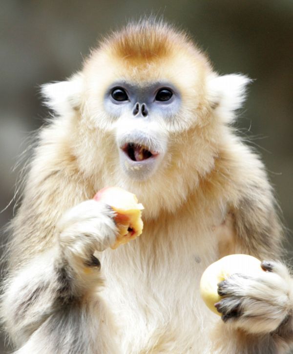 Langur čínský je také známý jako zlatá opice.