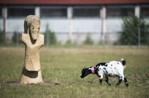 Na farmě se nachází hlavně hospodářská zvířata jako jsou kozy, ovce, králíci či poníci a morčata.