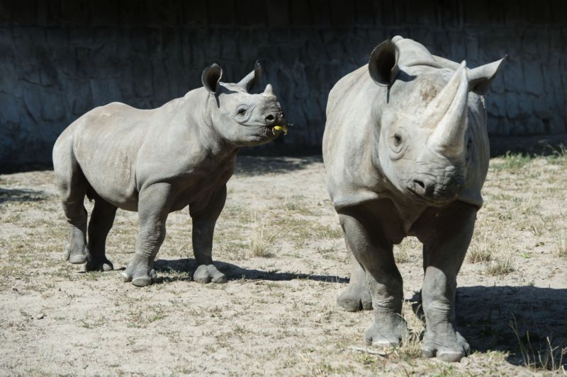 Zoo Dvůr Králové patří mezi nejúspěšnější chovatele nosorožců dvourohých v zajetí na světě. Zoo Dvůr Králové patří mezi nejúspěšnější chovatele nosorožců dvourohých v zajetí na světě.