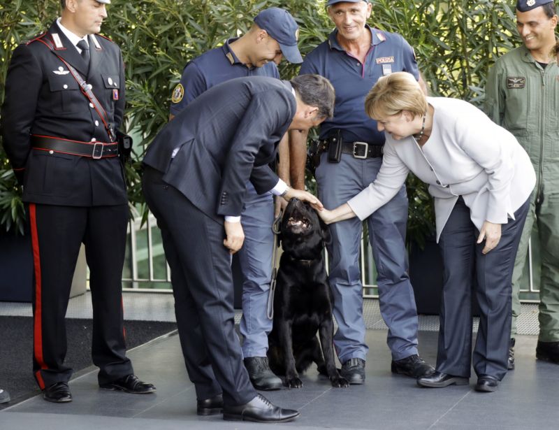 Hrdinný labrador Leo. 