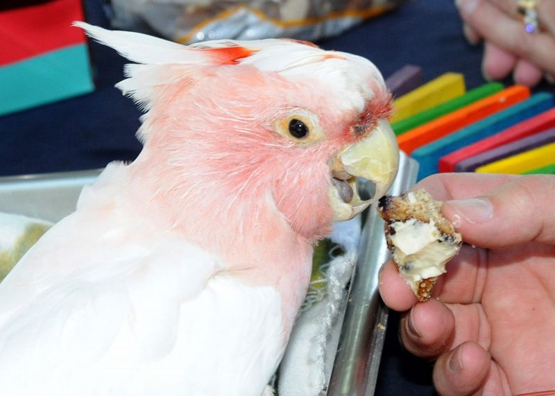V roce 2014 se Cookie zapsal do Guinessovy knihy rekordů jako nejstarší papoušek na světě.