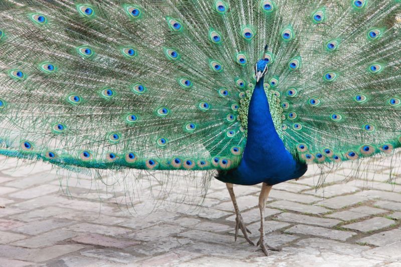 Symbol noblesy z dob barmských králů (ilustrační foto). Symbol noblesy z dob barmských králů (ilustrační foto).