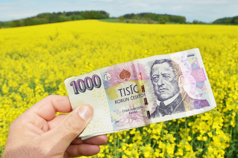 Brukev řepka olejka, z které se biopalivo často vyrábí. Brukev řepka olejka, z které se biopalivo často vyrábí.