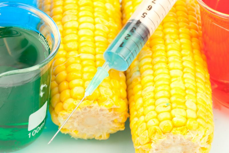 Geneticky modifikovaná kukuřice (ilustrační foto). Geneticky modifikovaná kukuřice (ilustrační foto).