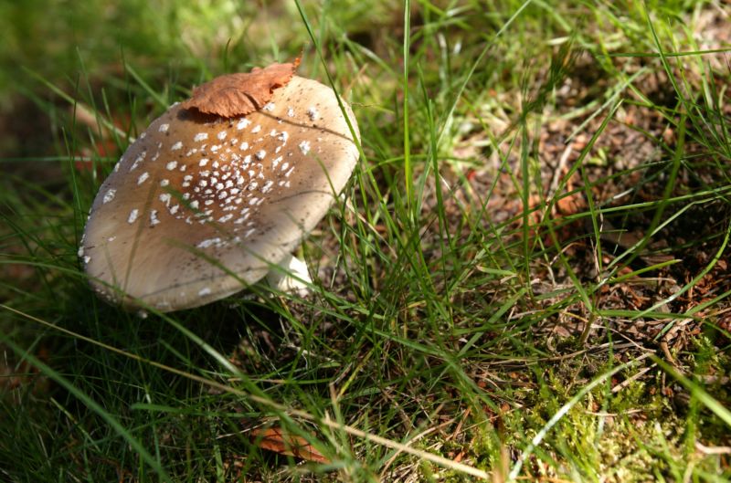 Houby v dlouhodobém srovnání rostly podprůměrně. Houby v dlouhodobém srovnání rostly podprůměrně.