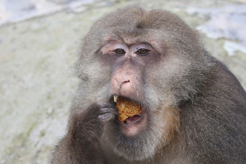 Vědci zkoumají makaky v centru primatologie nedaleko Štrasburku.