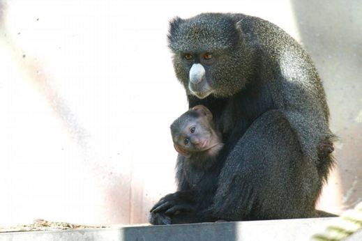 Kočkodana bělonosého chovají v Evropě jen tři zoologické zahrady.