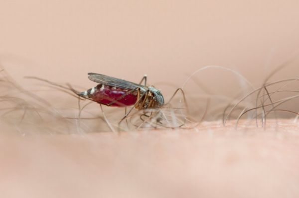 Horečku chikungunya přenášejí komáři.